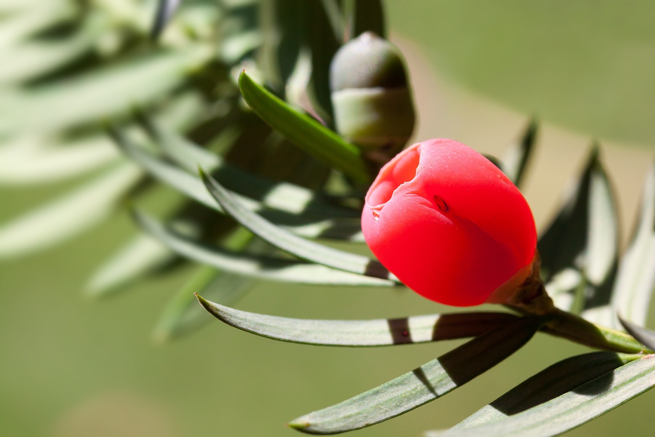 Kukmedis, Taxus, Augalas, Krūmas, Periwinkle, Kukmedis, Taxaceae, Spygliuočių, Sėklos, Raudona