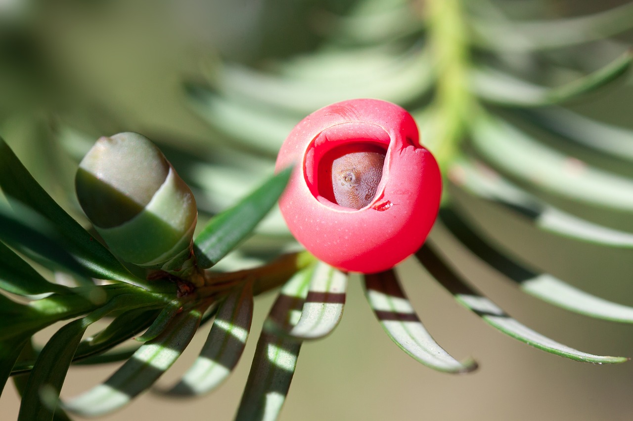 Kukmedis, Taxus, Augalas, Krūmas, Periwinkle, Kukmedis, Taxaceae, Spygliuočių, Sėklos, Raudona