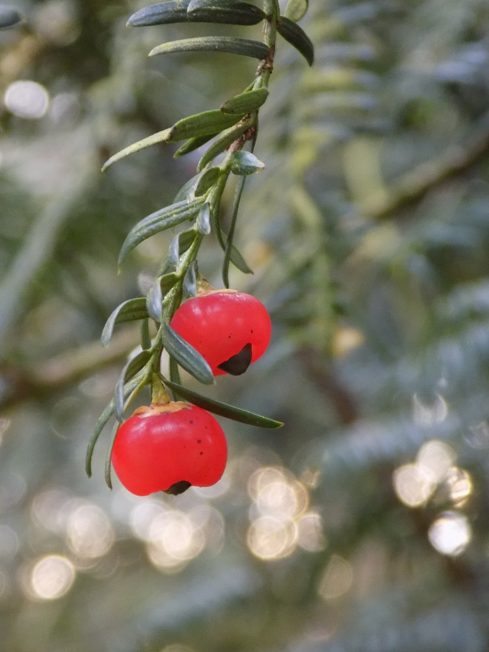 Kukmedis, Kukmedis, Uogų Raudona, Europinė Kukmedis, Taxus Baccata, Nemokamos Nuotraukos,  Nemokama Licenzija