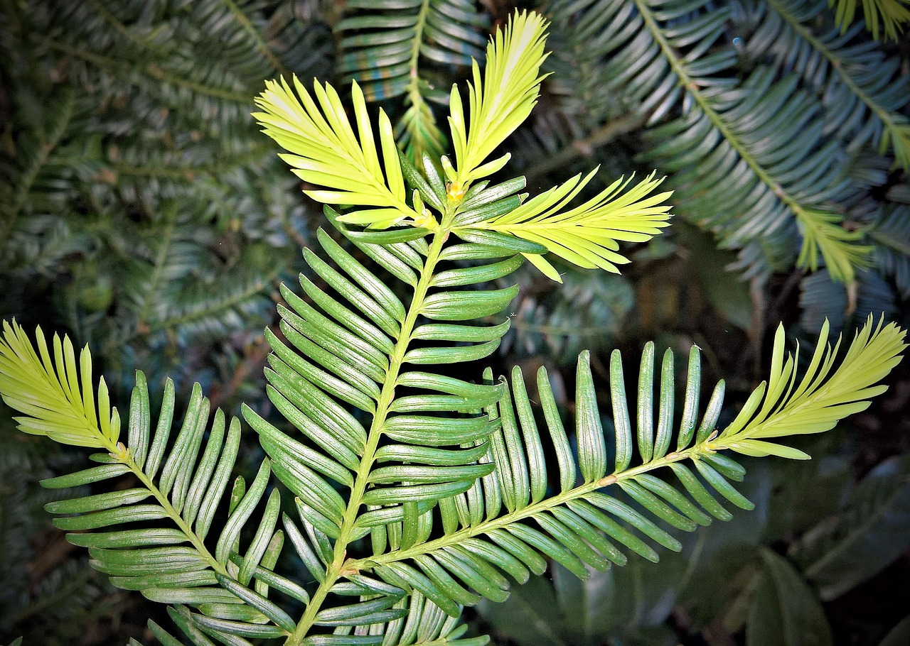 Kukmedis,  Spygliuotis,  Taxus,  Evergreen,  Filialas,  Švieži Adata Patarimai,  Šviesiai Žalia,  Pavasaris,  Pobūdį,  Foliation