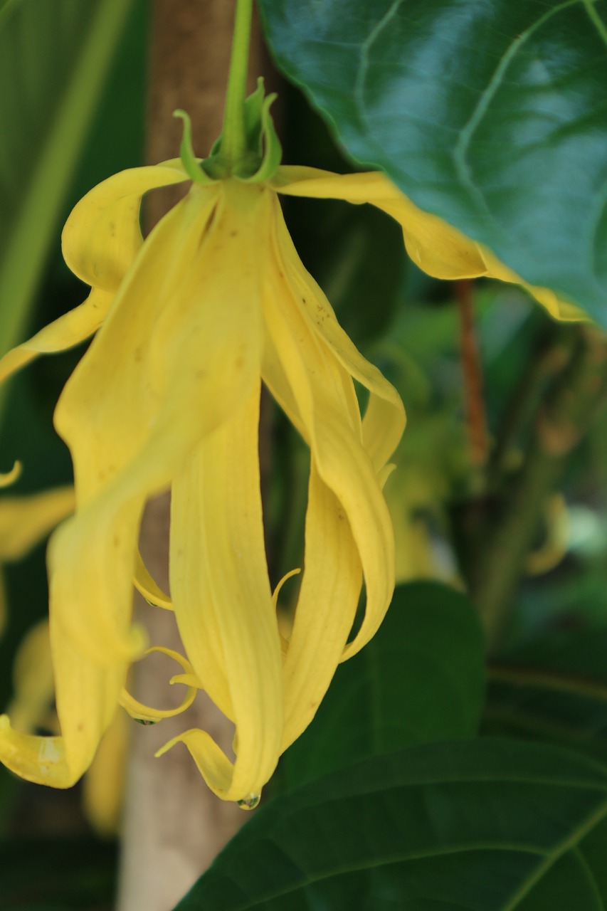 Ylang-Ylang, Geltona, Senovinė Gėlė, Gamta, Nemokamos Nuotraukos,  Nemokama Licenzija