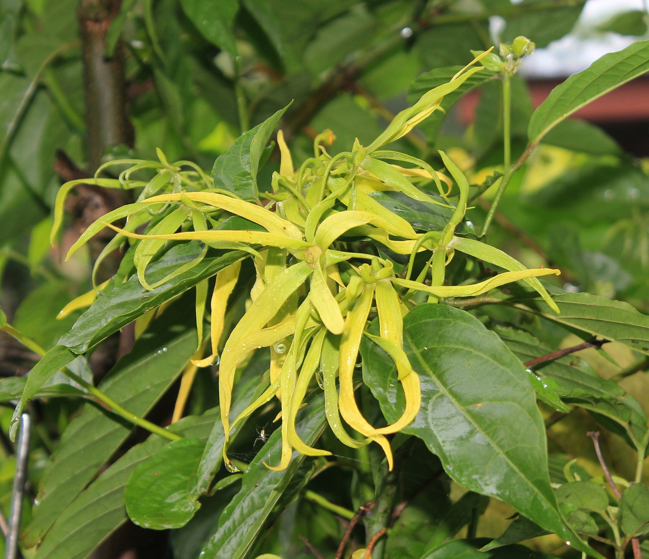 Ylang-Ylang Gėlė, Kvapas, Geltona, Aromaterapija, Augalas, Nemokamos Nuotraukos,  Nemokama Licenzija