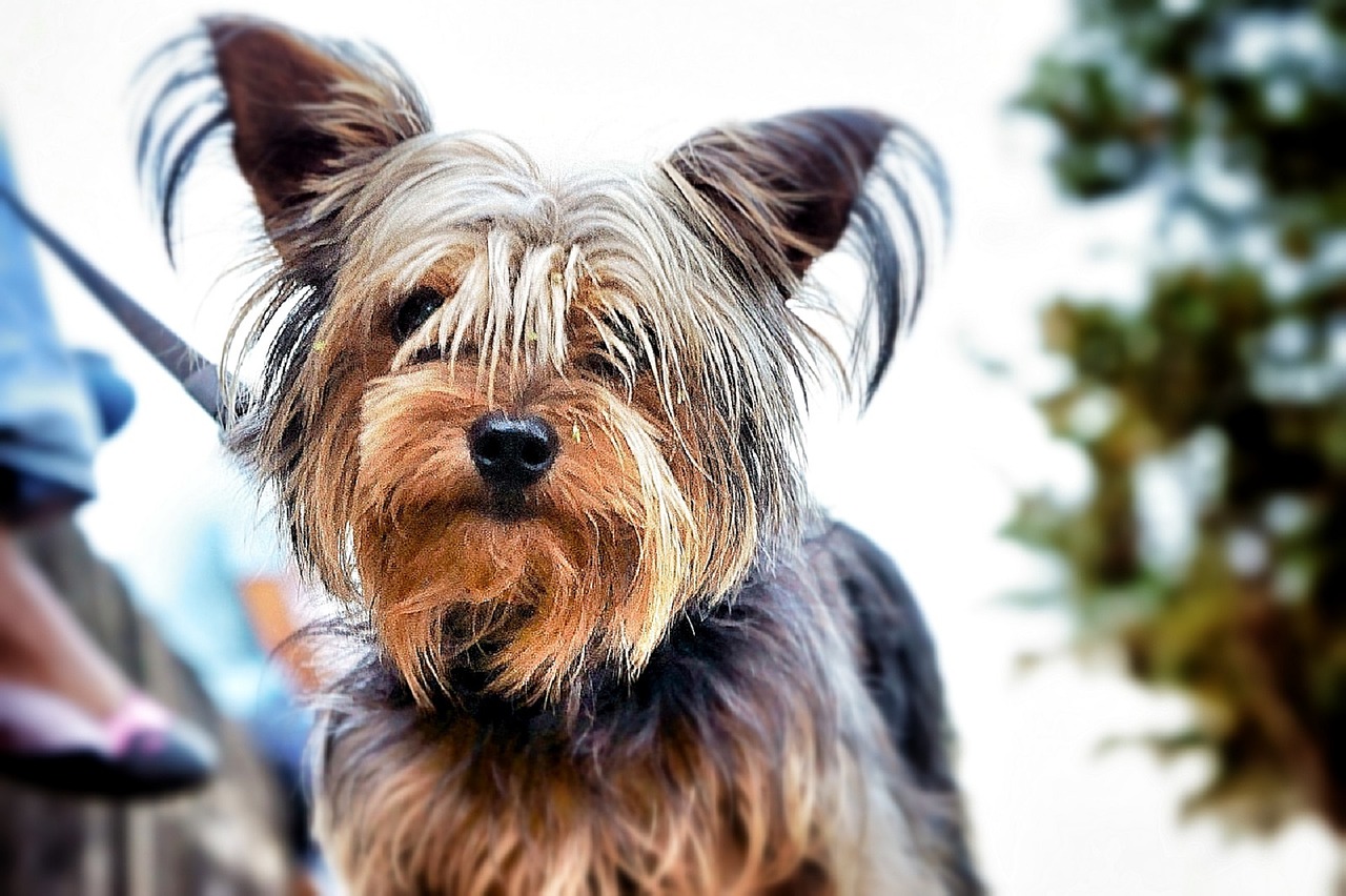 Yorkie, Šuo, Jorkšyro Terjeras, Šunys, Žavinga, Vidaus, Naminis Gyvūnėlis, Portretas, Galva, Mielas