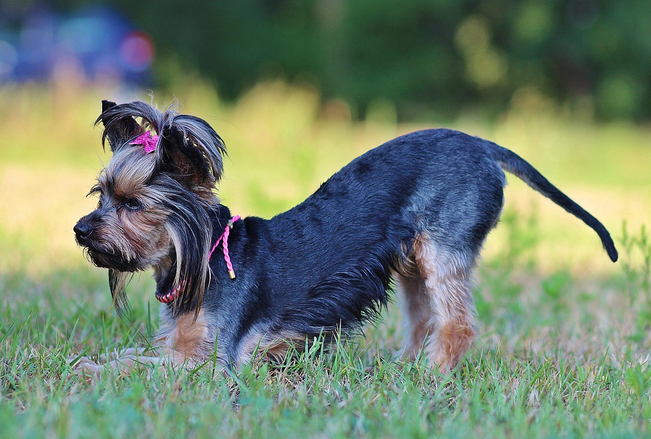 Yorkie, Lankas, Šuo, Laukas, Nemokamos Nuotraukos,  Nemokama Licenzija