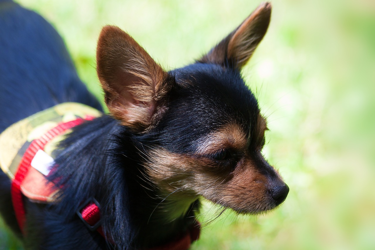 Jorkšyro Terjeras, Hibridas, Chihuahua, Mielas, Juoda, Ruda, Ausis, Veidas, Vaizdas, Žolė