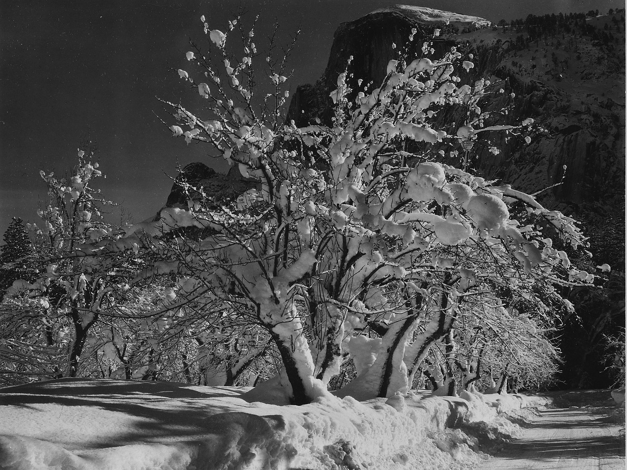 Josemito Nacionalinis Parkas, Kalifornija, Obuolių Medis, Medžiai, Juoda Ir Balta, 1933, Gamta, Lauke, Žiema, Sniegas