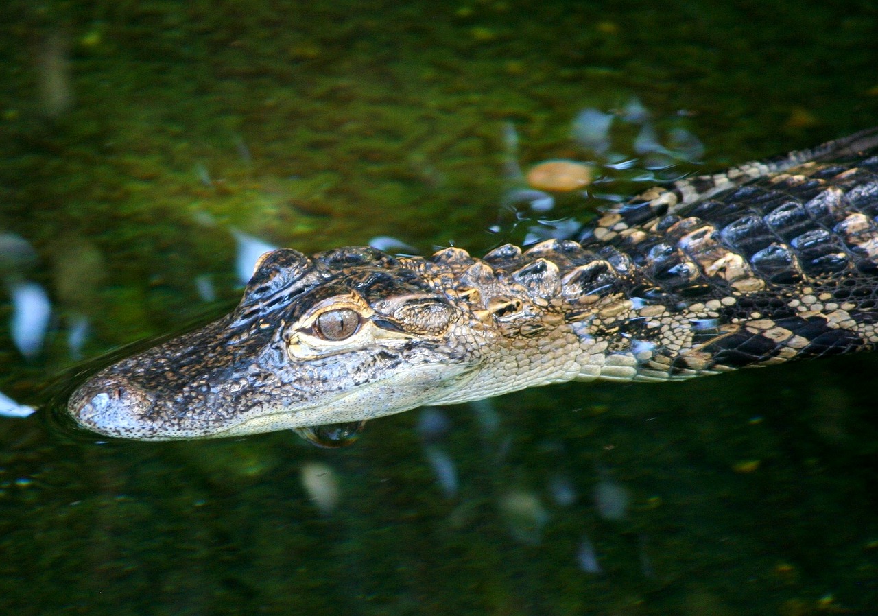 Jaunas Aligatorius, Jūrų Ropliai, Plėšrūnas, Aligatorius, Vandens, Padaras, Krokodilas, Pavojingas, Ropliai, Everglades