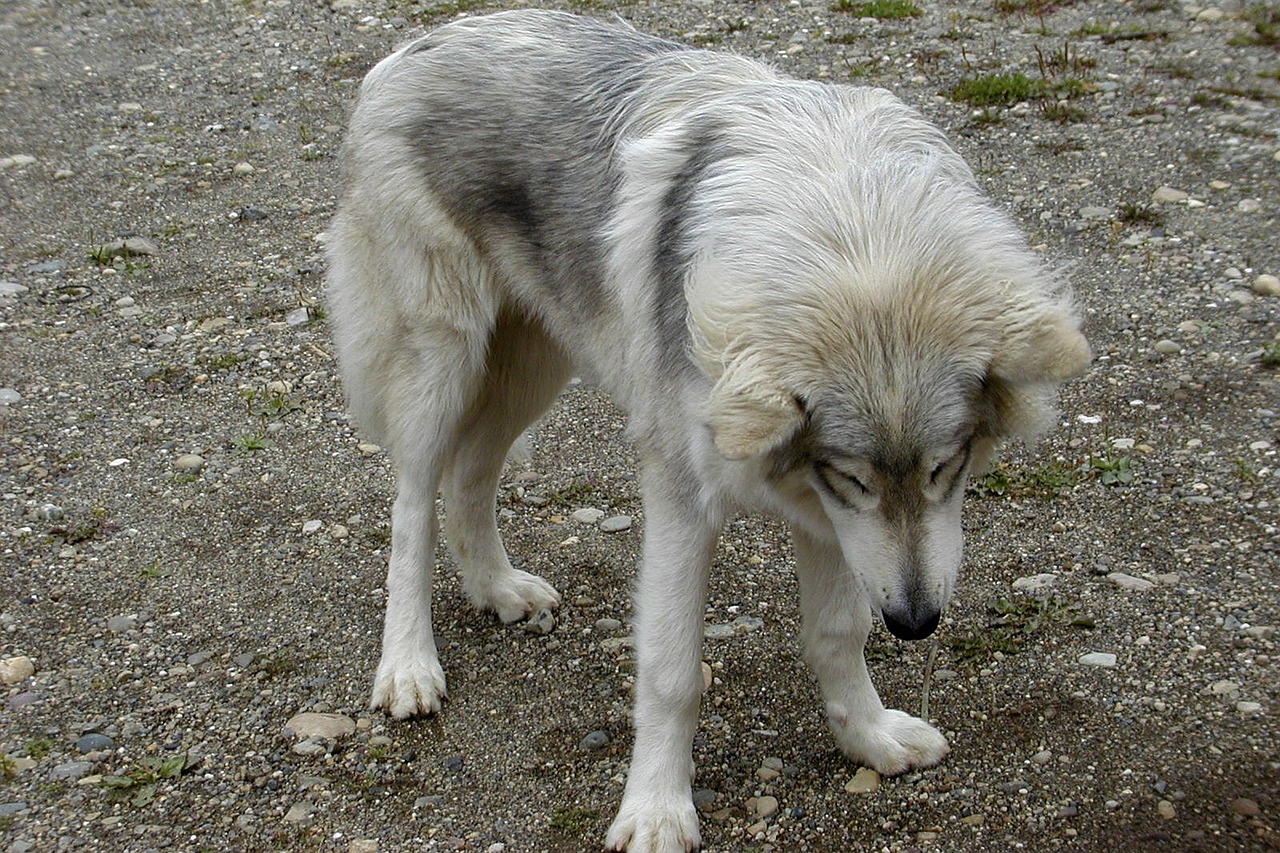 Jaunasis Amerikietis Vilkas, Gyvūnas, Gamta, Laukinė Gamta, Buveinė, Žinduolis, Šunys, Laukiniai, Mėsėdis, Kailis