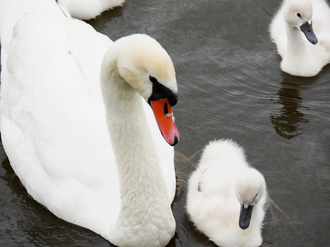 Jauni Gyvūnai, Gulbė, Cygnet, Vandens Paukštis, Vanduo, Paukštis, Gulbės, Viščiukai, Mielas, Balta