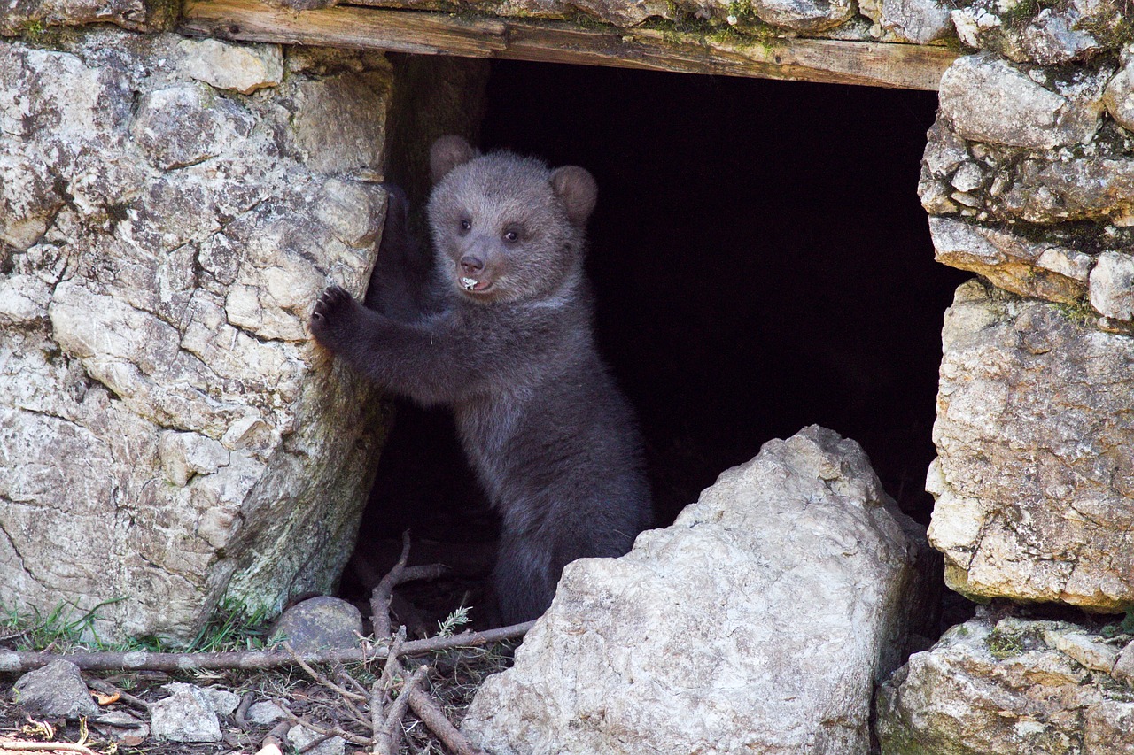 Jaunasis Lokys, Turėti, Ruda, Gyvūnas, Mielas, Kailis, Zoologijos Sodas, Gamta, Gaubtas, Rokas