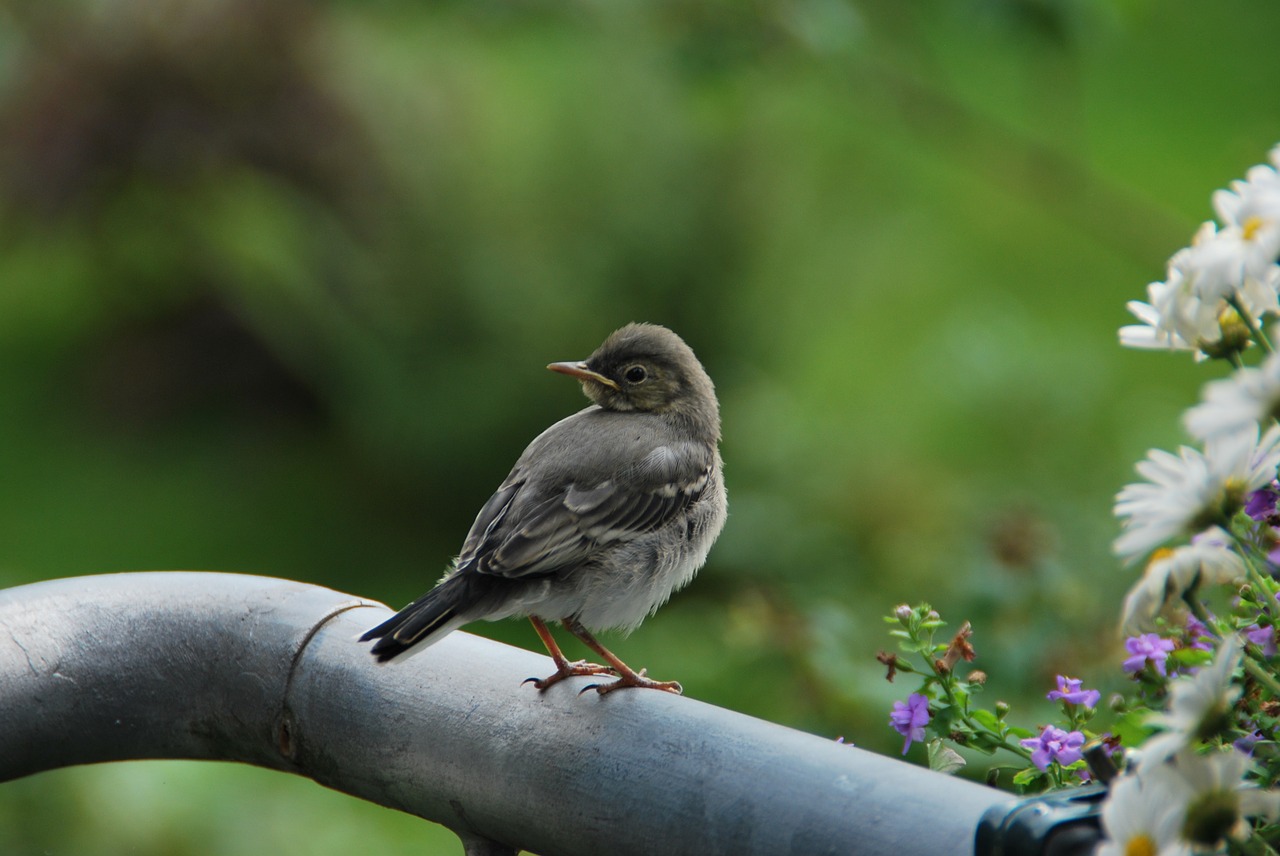 Jaunas Paukštis, Balta Vagtail, Precocial, Gamta, Paukštis, Motacilla Alba, Plunksna, Pavasario Suknelė, Nemokamos Nuotraukos,  Nemokama Licenzija