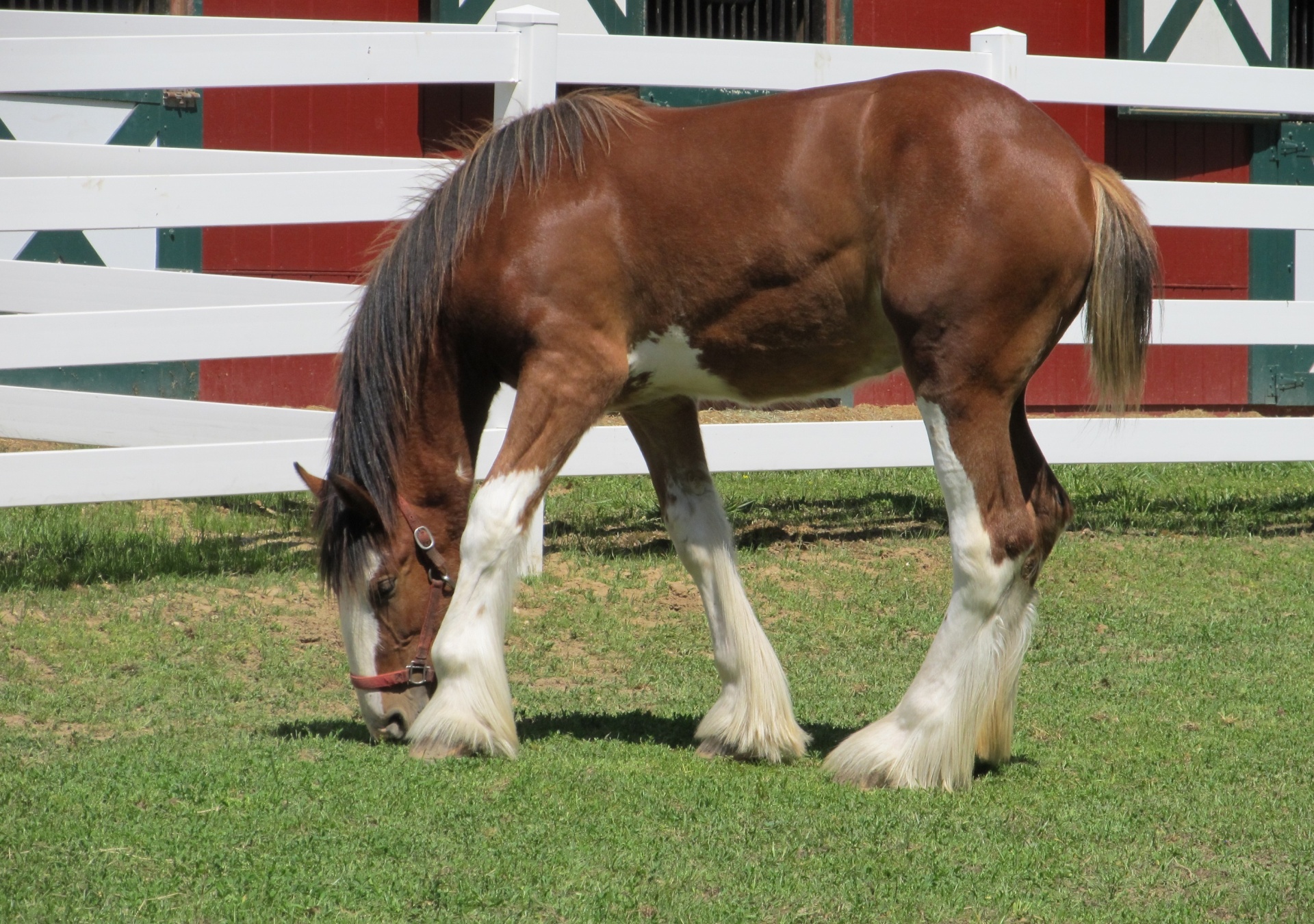 Clydesdale,  Arklys,  Kumeliukas,  Jaunas,  Ganymas,  Ganykla,  Fonas,  Tapetai,  Corral,  Tvora