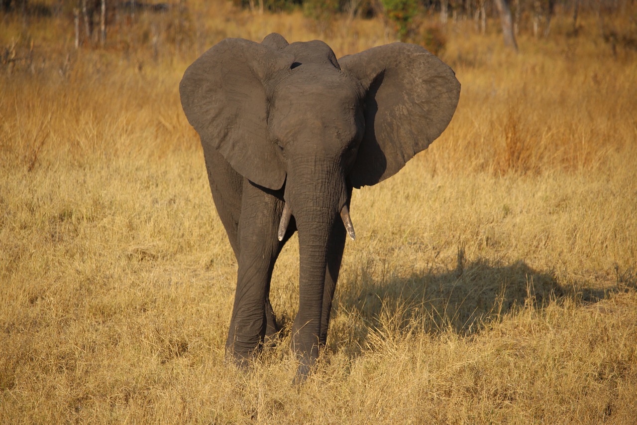 Jaunasis Dramblys, Zimbabvė, Afrika, Safari, Nemokamos Nuotraukos,  Nemokama Licenzija