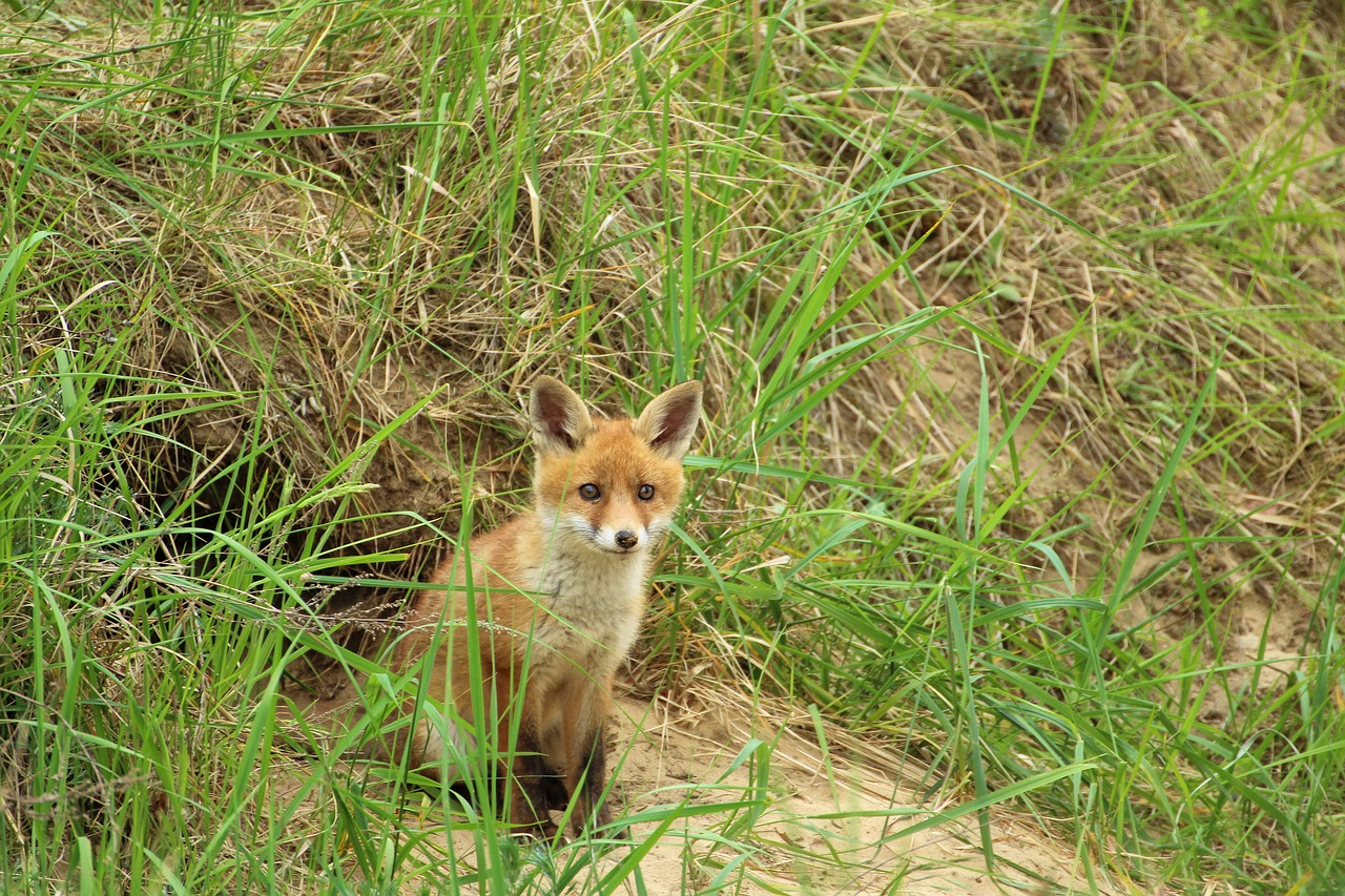 Jaunoji Lapė, Raudona Lapė, Fuchsbau, Žaisti, Šuniukas, Lapės Šuniukas, Nemokamos Nuotraukos,  Nemokama Licenzija