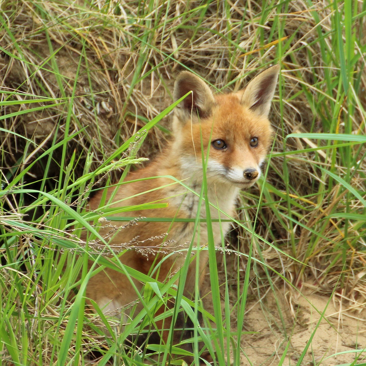 Jaunoji Lapė, Lapės Šuniukas, Fuchsbau, Įdomu, Nemokamos Nuotraukos,  Nemokama Licenzija