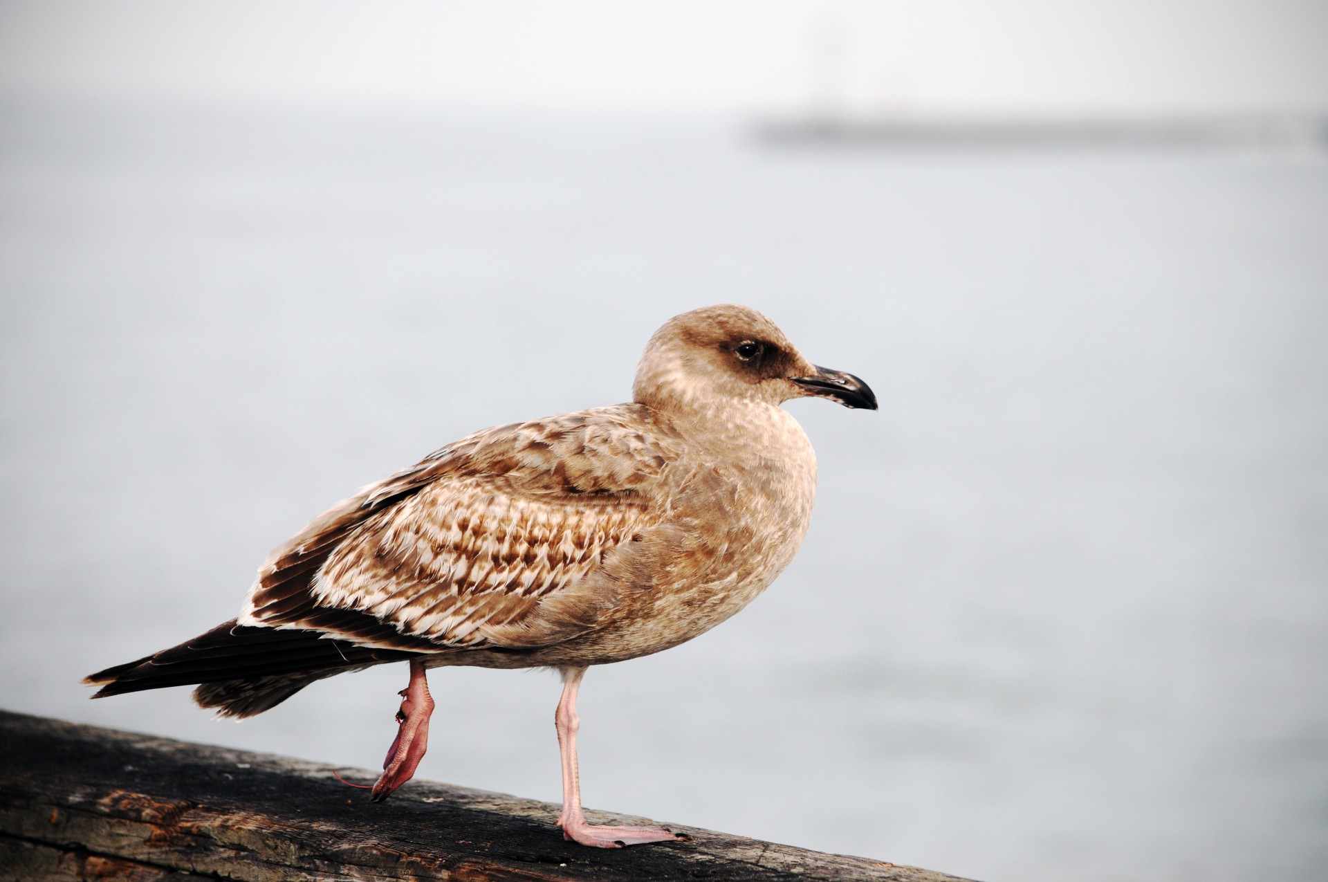 Kajakas,  Jūra & Nbsp,  Gull,  Jauni & Nbsp,  Gull,  Kūdikis Gull,  Ruda & Nbsp,  Gull,  Prieplauka,  Vandenynas