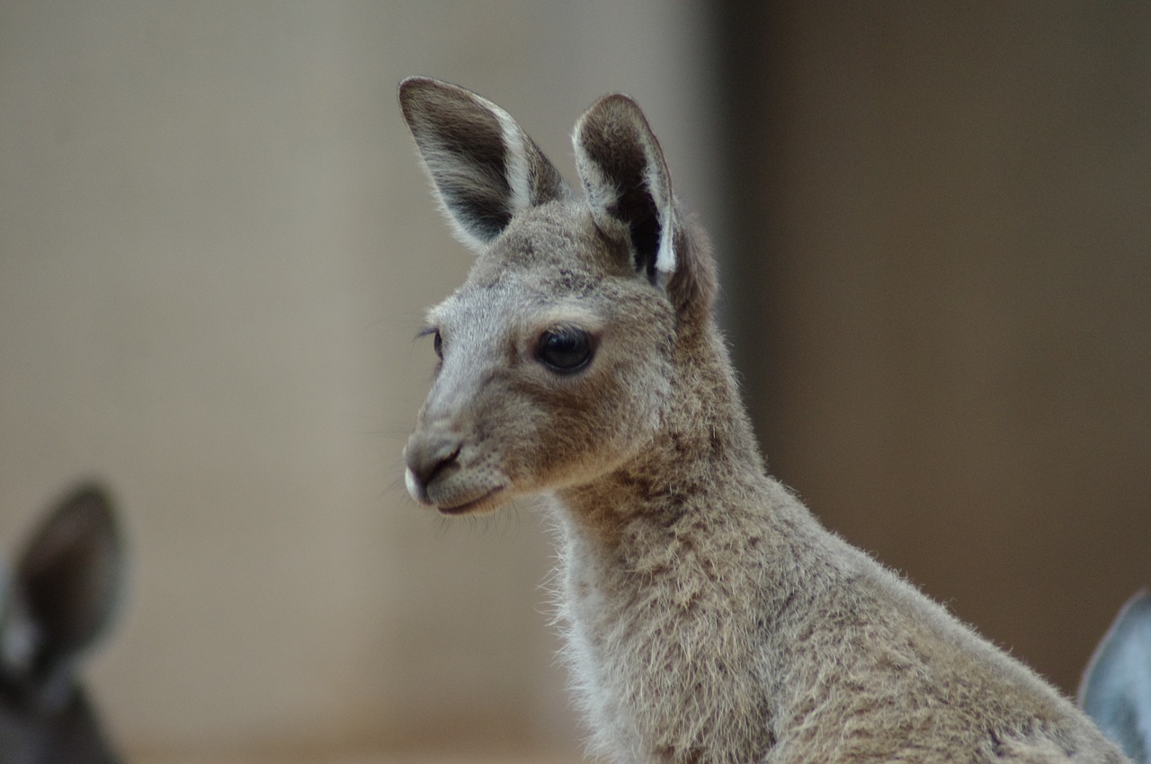 Jaunas Kengūra, Zoologijos Sodas, Marsupials, Nemokamos Nuotraukos,  Nemokama Licenzija