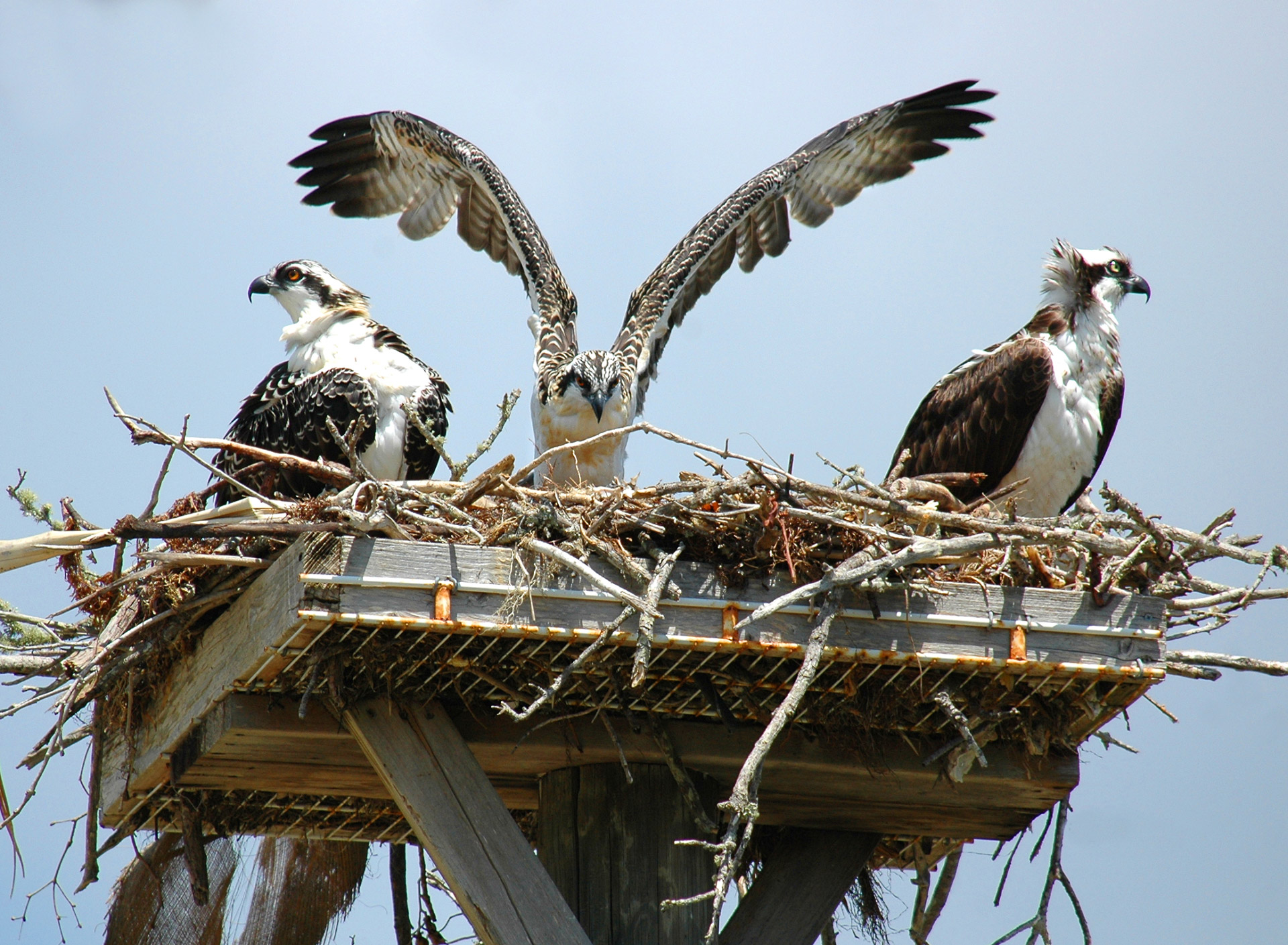 Ospreys,  Vanagai,  Paukščiai,  Skraidantis,  Klaidingas,  Sparnai,  Lizdas,  Jaunas,  Paukščiai & Nbsp,  Arba & Nbsp