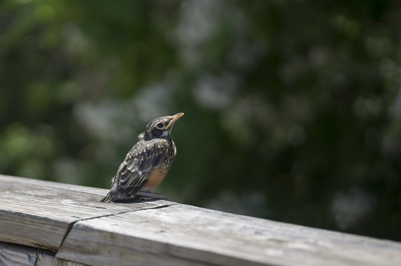 Jauna Robin,  Kūdikių Robin,  Paukštis,  Kūdikių Paukštis,  Robin,  Paauglys, Nemokamos Nuotraukos,  Nemokama Licenzija