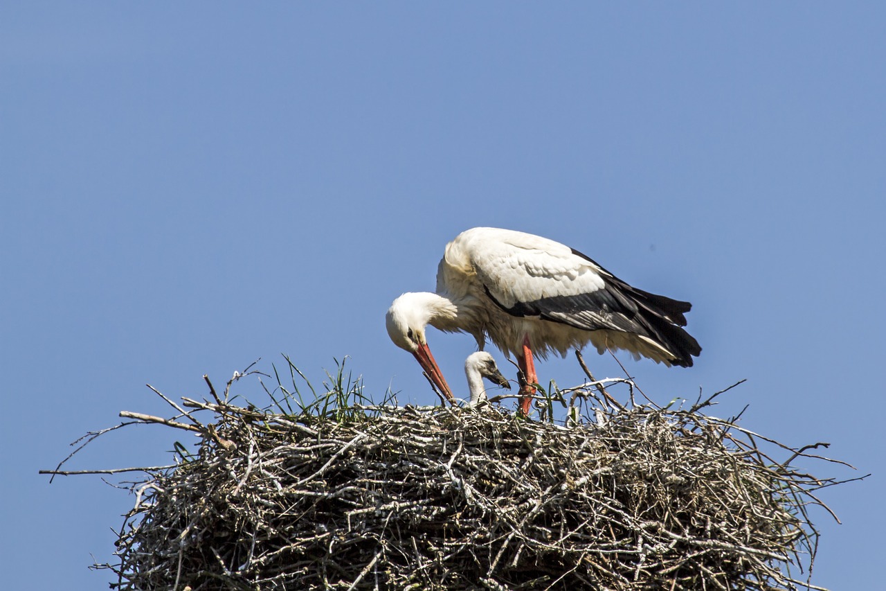 Jaunasis Gandras, Gandras, Storchennest, Plumėjimas, Nemokamos Nuotraukos,  Nemokama Licenzija