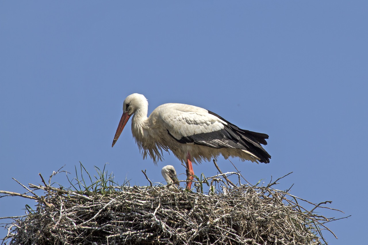 Jaunasis Gandras, Gandras, Storchennest, Plumėjimas, Nemokamos Nuotraukos,  Nemokama Licenzija