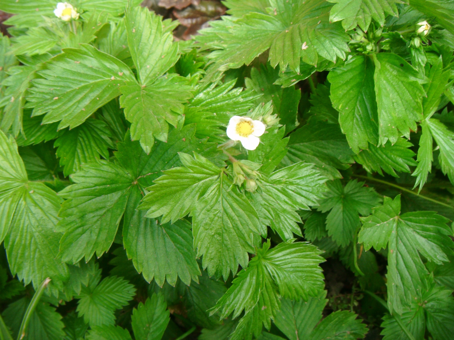 Fragaria,  Braškės,  Braškės,  Gėlė,  Žalias,  Jaunų Braškių Krūmas, Nemokamos Nuotraukos,  Nemokama Licenzija