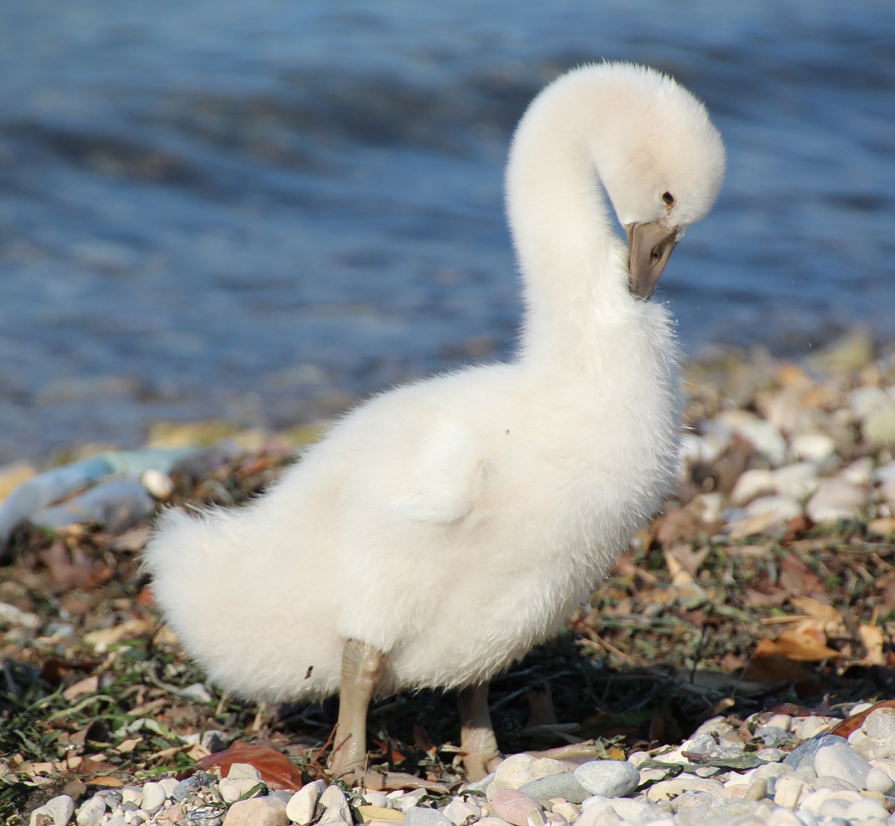 Jaunasis Gulbis, Balta, Vandens Paukštis, Schwimmvogel, Laukinės Gamtos Fotografija, Cygnet, Nemokamos Nuotraukos,  Nemokama Licenzija