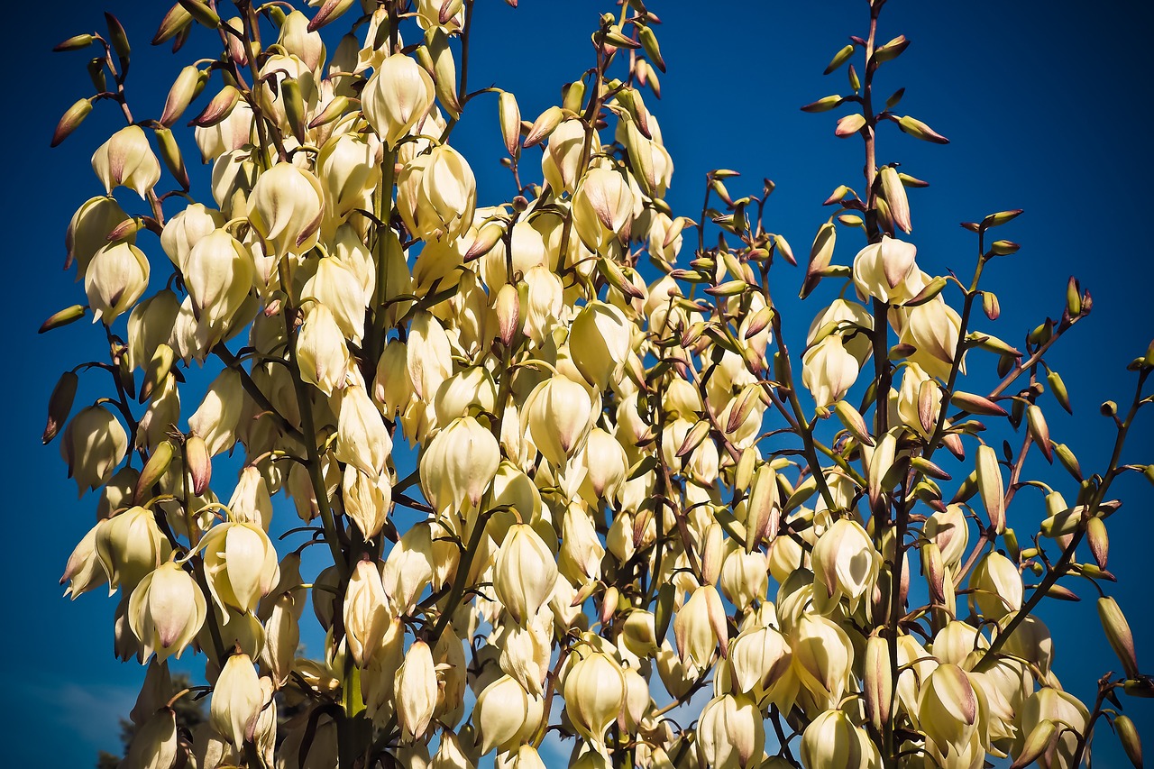 Yucca, Delnas, Žiedas, Žydėti, Flora, Augalas, Lelijos Šeima, Gėlė, Balta, Krūmas