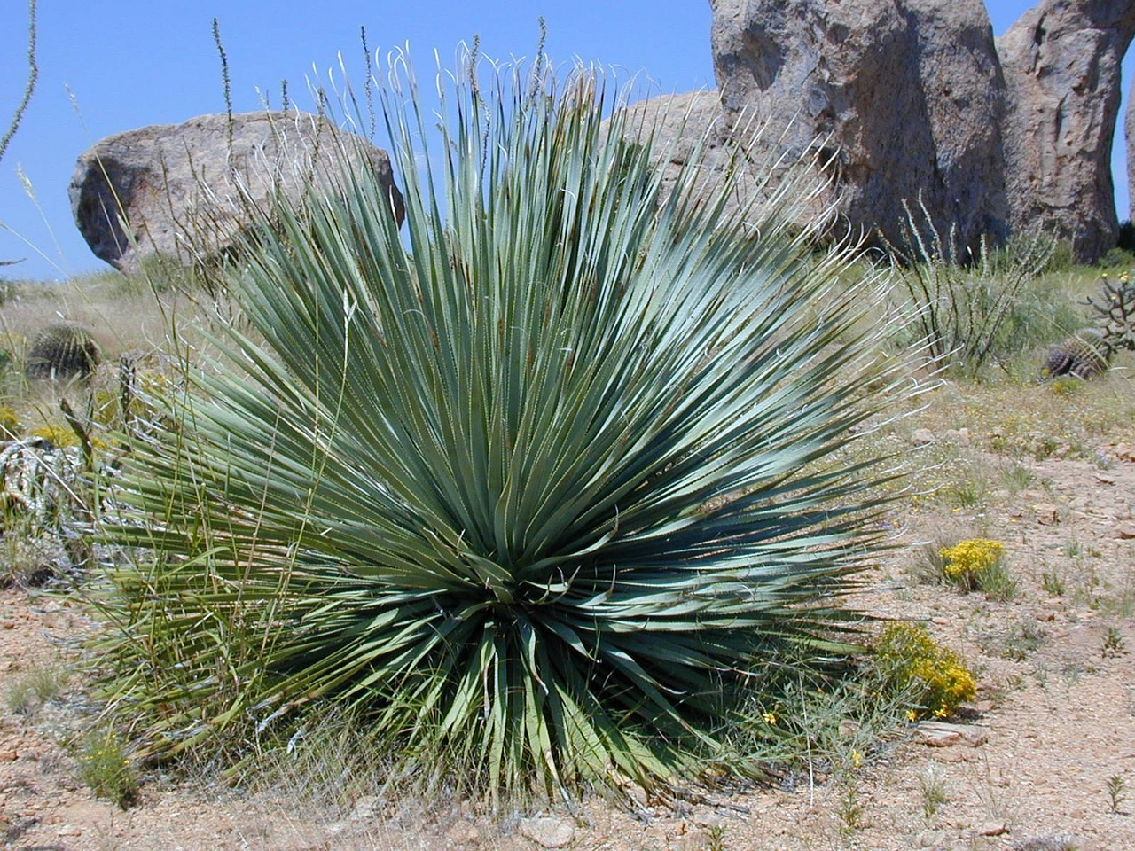 Yucca, Yucca Rostrata, Augalas, Paskatinti, Pažymėtas, Nemokamos Nuotraukos,  Nemokama Licenzija