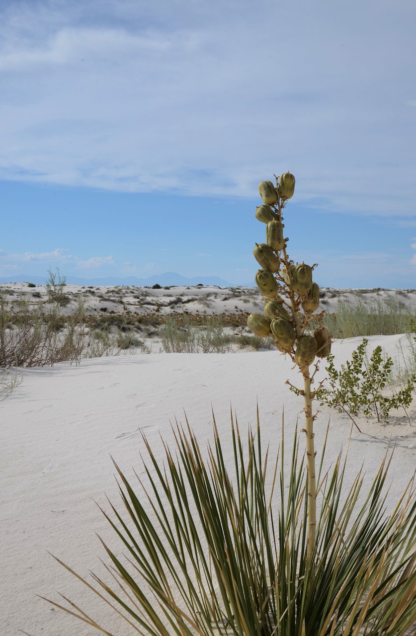 Yucca, Flora, Dykuma, Vasara, Žydi, Balta Smėlis, Alamogordas, Naujasis Meksikas, Nemokamos Nuotraukos,  Nemokama Licenzija