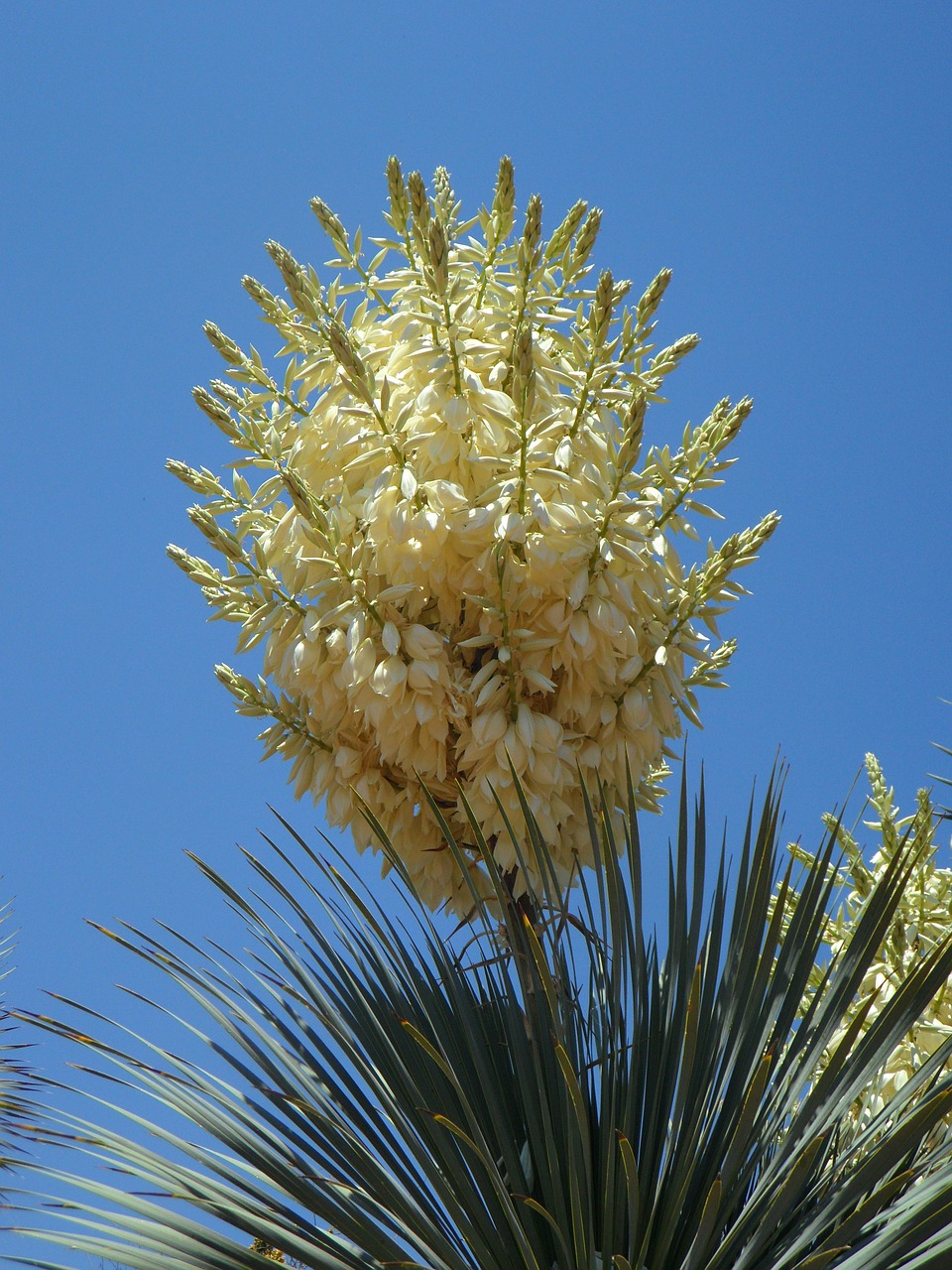 Yucca, Yucca Palm, Žiedas, Žydėti, Flora, Gėlė, Augalas, Lelijos Šeima, Balta, Krūmas
