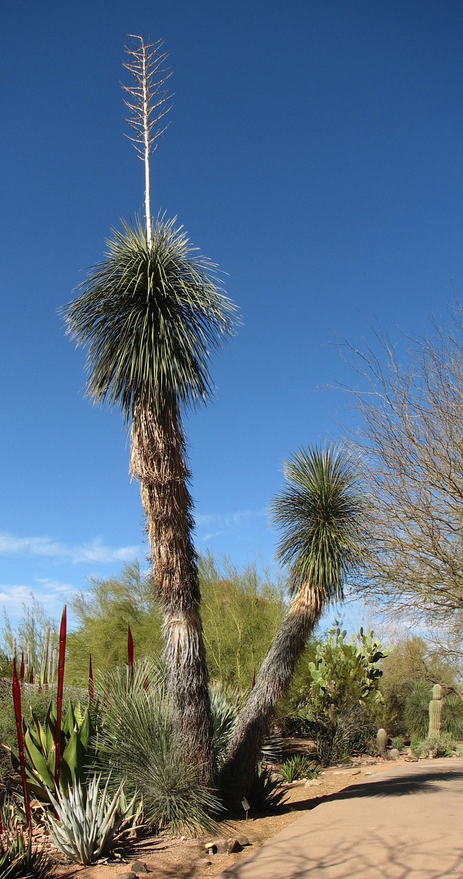 Yucca, Dykuma, Gamta, Flora, Kalifornija, Soaptree Yuca, Vasara, Lapija, Augalai, Gražus