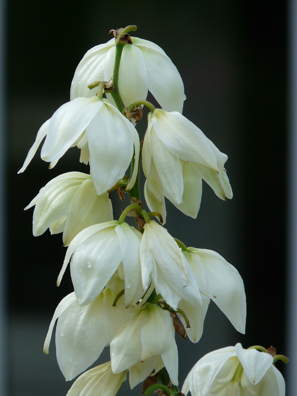 Yucca, Yucca Filamentosa, Agavaceae, Lelijos Šeima, Gėlė, Žiedas, Žydėti, Balta, Flora, Augalas