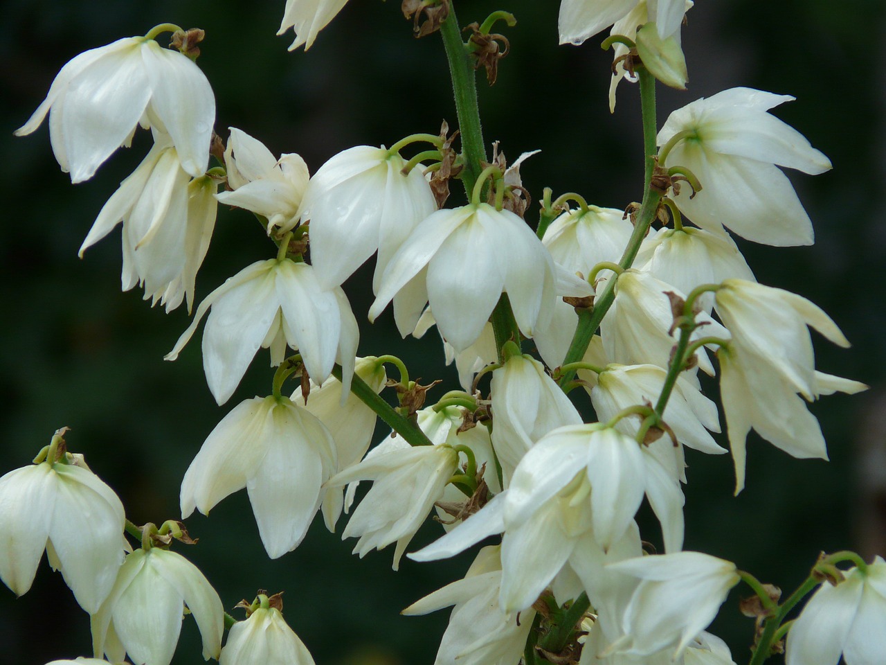 Yucca, Yucca Filamentosa, Agavaceae, Lelijos Šeima, Gėlė, Žiedas, Žydėti, Balta, Flora, Augalas