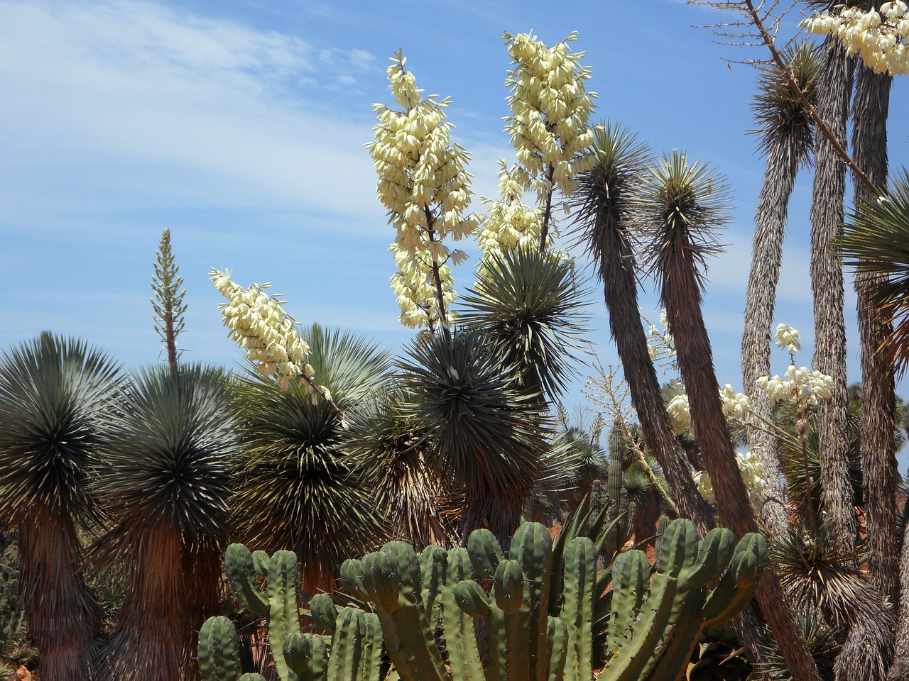 Yucca Palm, Yucca, Flora, Augalas, Žiedas, Žydėti, Lelijos Šeima, Gėlės, Botanikos Sodas, Kaktusas