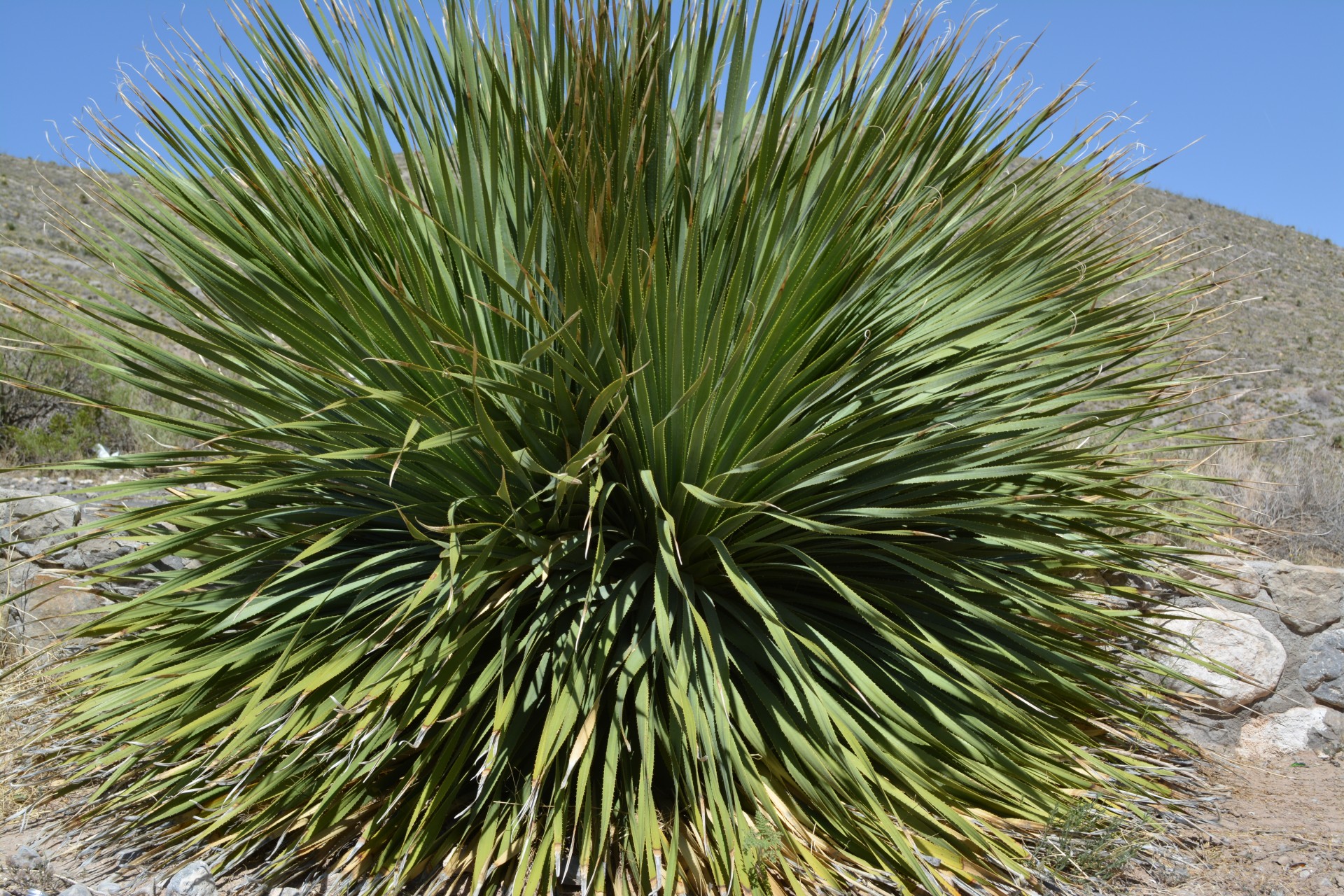 Gamta,  Kraštovaizdis,  Dykuma,  El-Paso-Texas,  Fonas,  Yucca Augalas Franklin Mt. Parkas, Nemokamos Nuotraukos,  Nemokama Licenzija