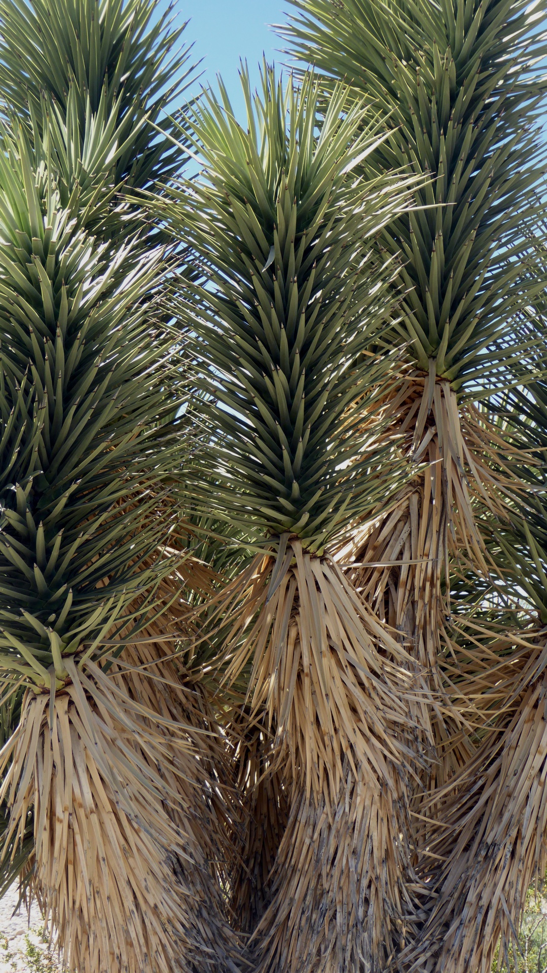 Yucca,  Yucca & Nbsp,  Medis,  Amžius & Nbsp,  Medis,  Amžius,  Dykuma,  Arizona,  Augalas,  Gamta