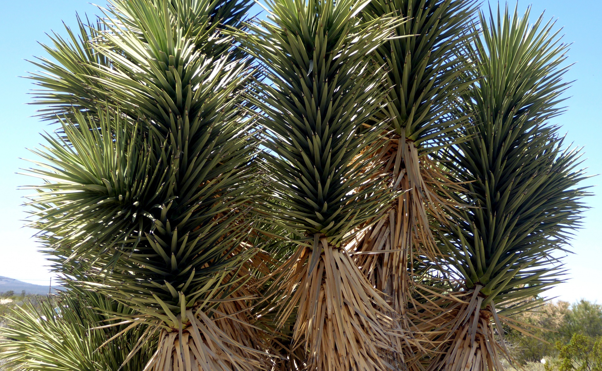 Yucca,  Yucca & Nbsp,  Medis,  Amžius & Nbsp,  Medis,  Amžius,  Dykuma,  Arizona,  Augalas,  Gamta