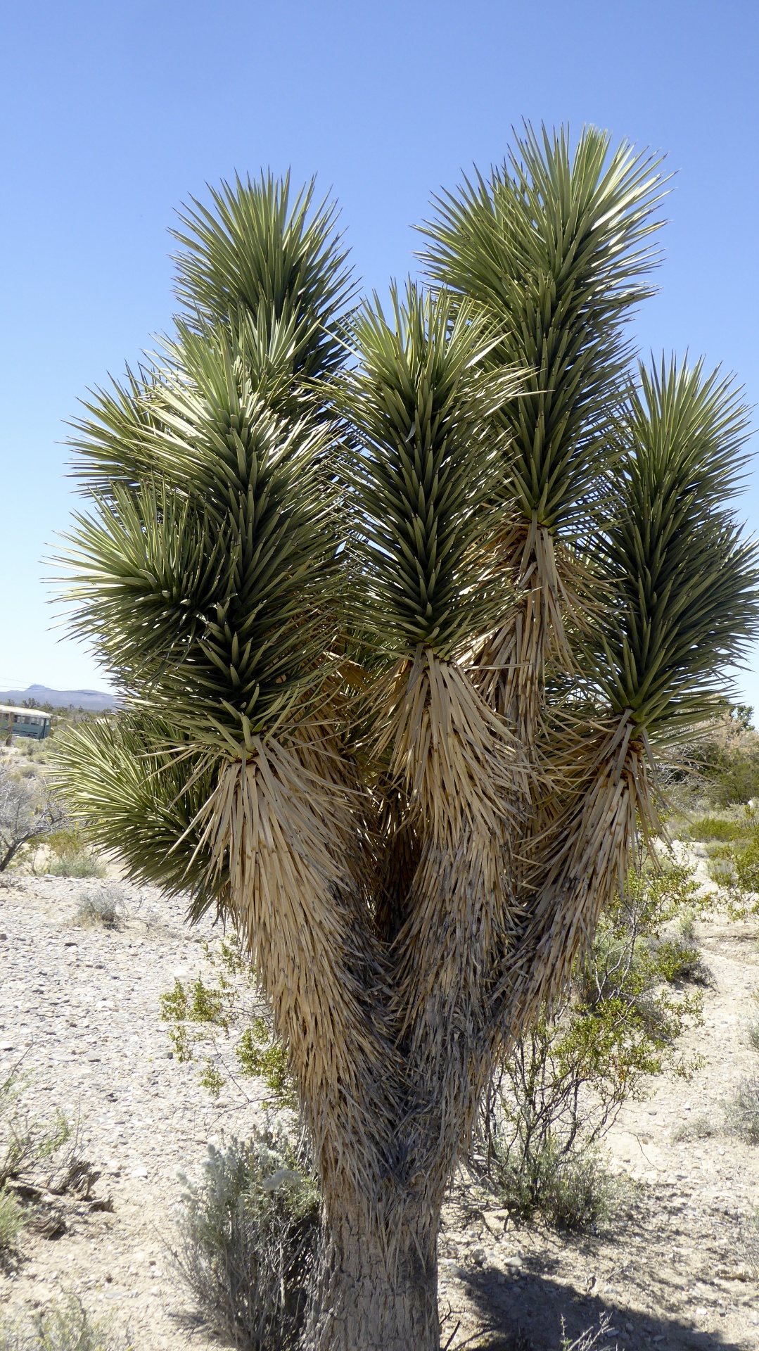 Yucca,  Yucca & Nbsp,  Medis,  Amžius & Nbsp,  Medis,  Amžius,  Dykuma,  Arizona,  Augalas,  Gamta