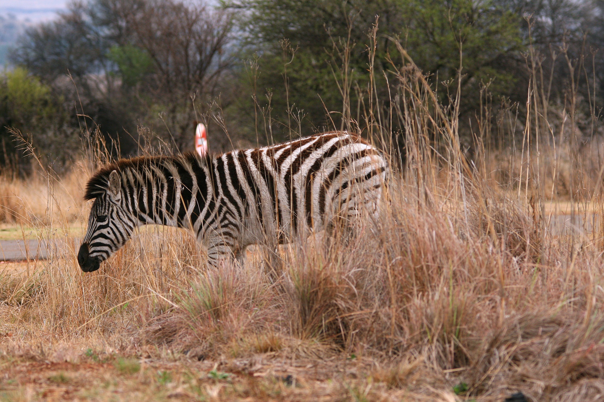 Laukinė Gamta,  Žaidimas,  Zebra,  Balta,  Juoda,  Žiurkė,  Žolė,  Veld,  Zebra Ilgu Žoliu, Nemokamos Nuotraukos