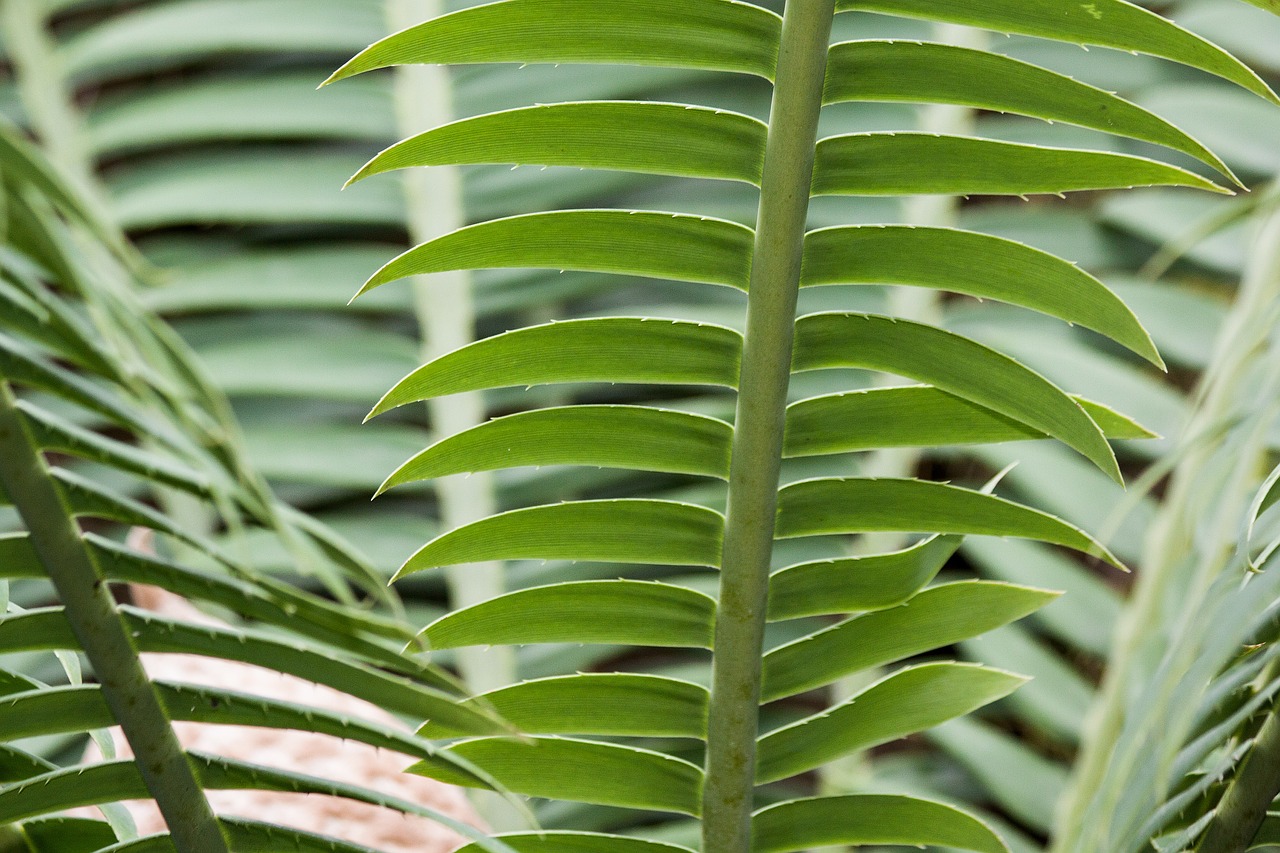 Zamia, Gentis, Cycad, Du, Moteriškas Augalas, Bioon Spinulosum, Meksika, Augalas, Flora, Nemokamos Nuotraukos