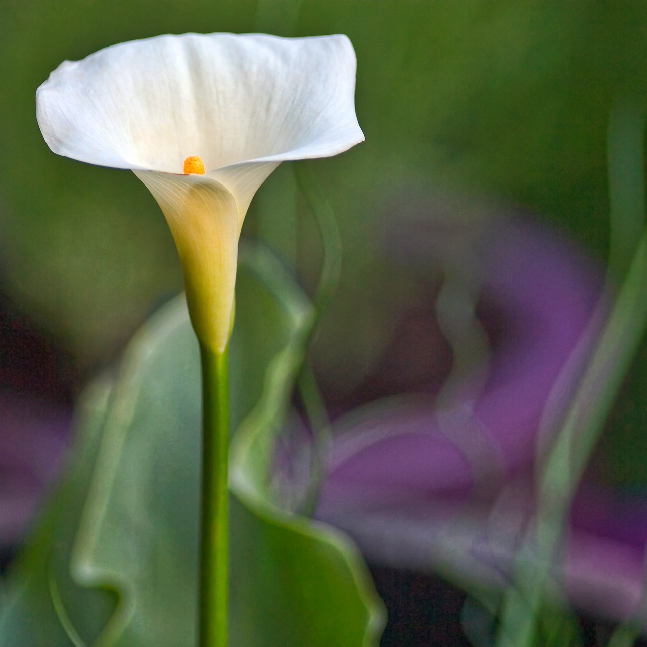 Zantedeschia, Aethiopica, Kala, Arum, Lelija, Ryškus, Balta, Gėlė, Gumbavaisiai, Daugiametis