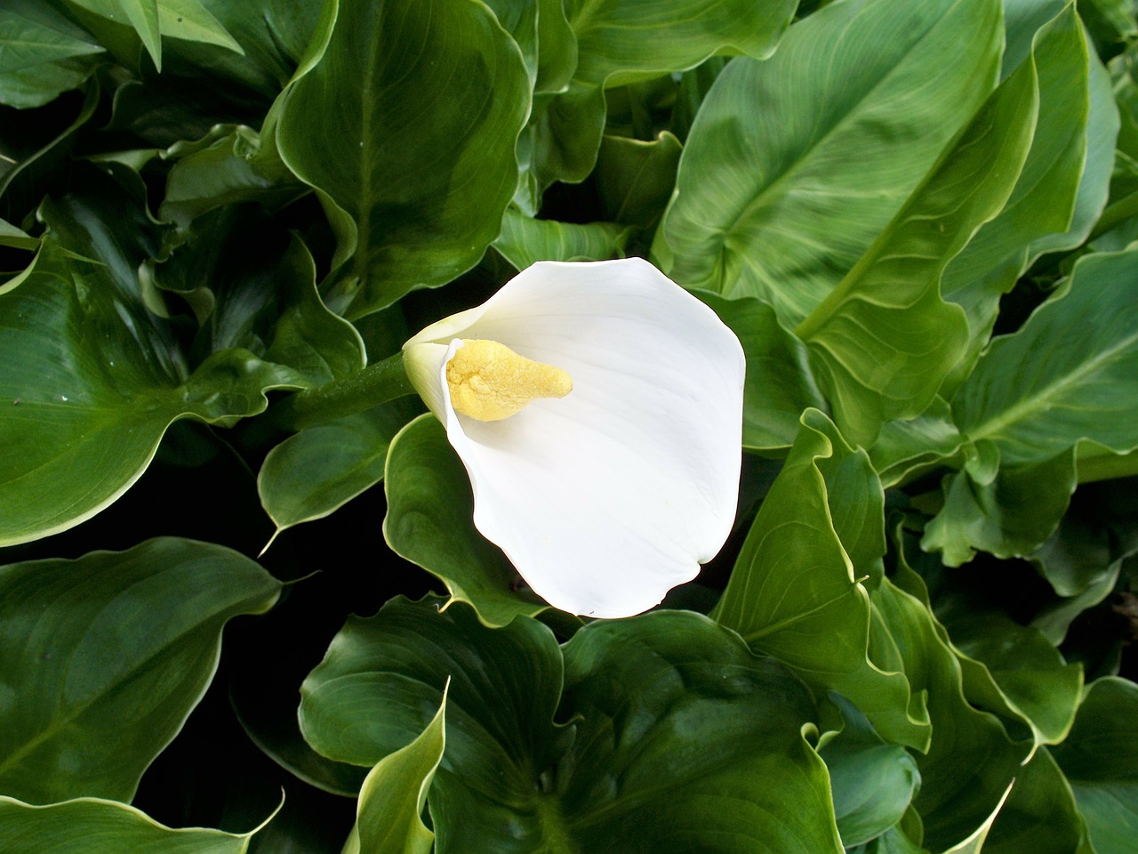 Zantedeschia, Lelija, Balta, Gėlė, Arum, Žali Lapai, Nemokamos Nuotraukos,  Nemokama Licenzija