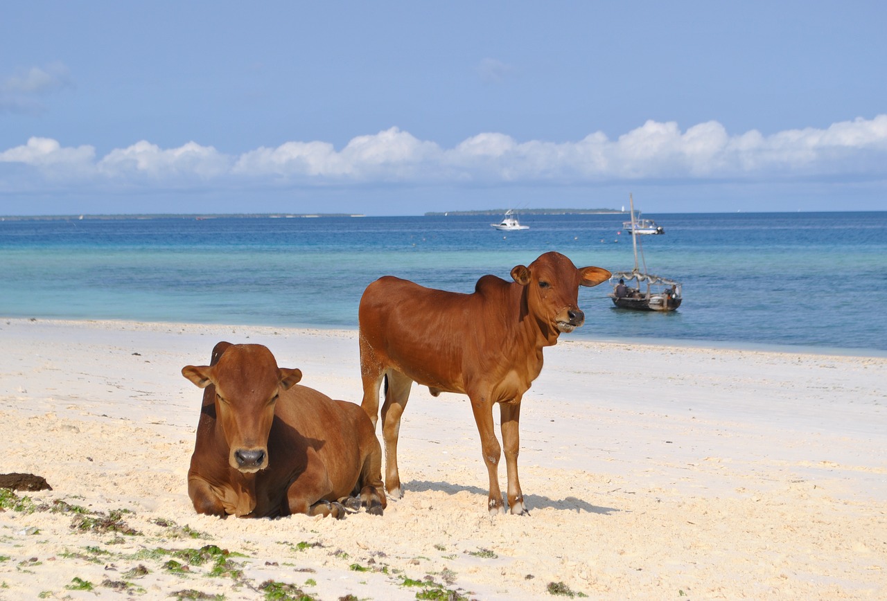 Zanzibaras, Tanzanija, Afrika, Papludimys, Jūra, Karvės, Nemokamos Nuotraukos,  Nemokama Licenzija