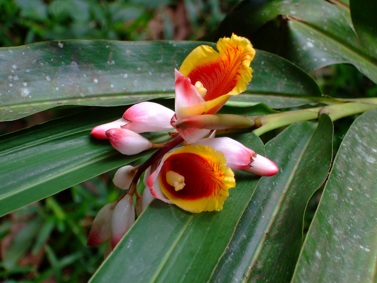 Zanzibaras, Orchidėja, Gėlė, Nemokamos Nuotraukos,  Nemokama Licenzija