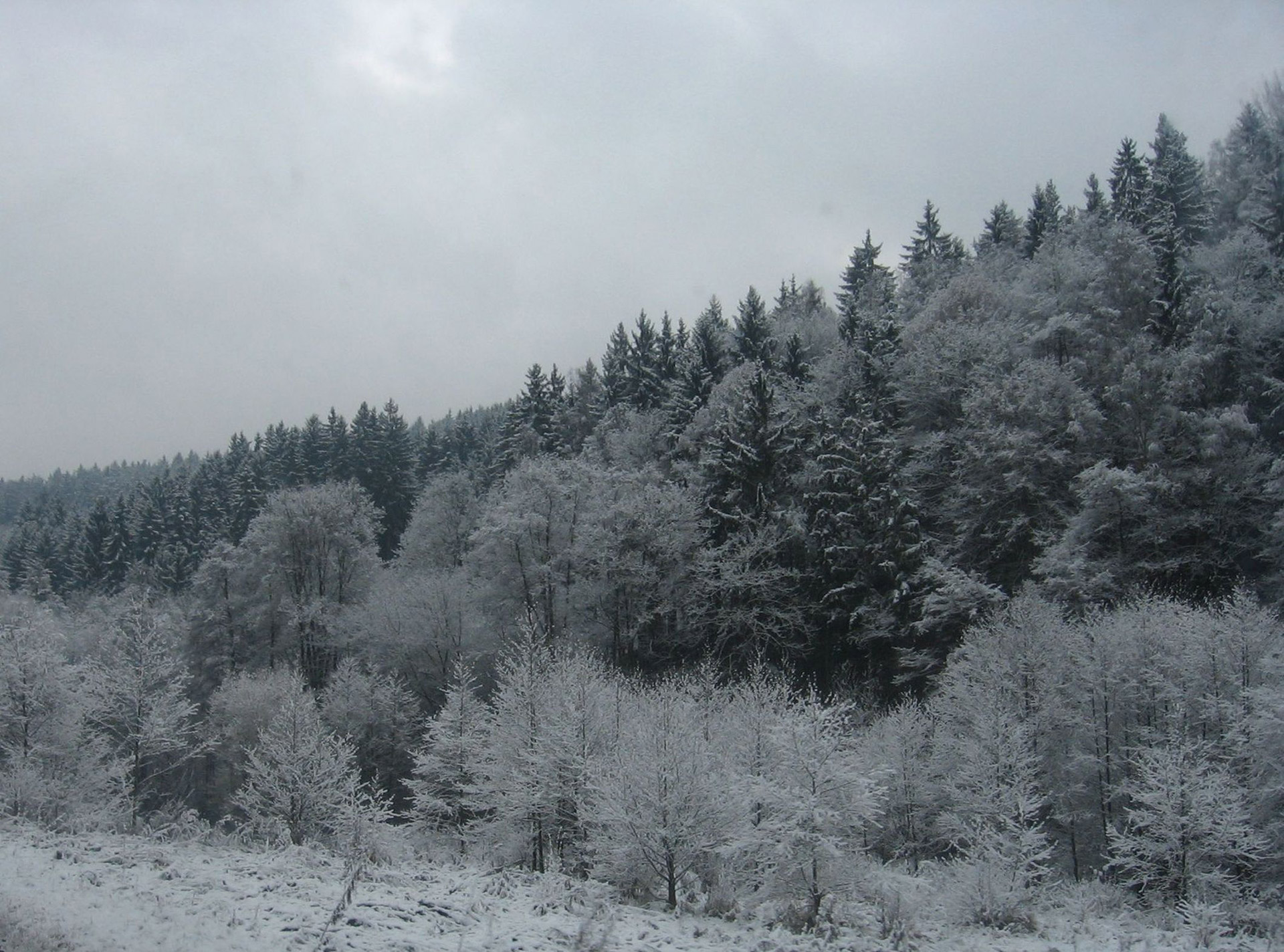 Miškas,  Sniegas,  Medžiai,  Snieguotas Miškas, Nemokamos Nuotraukos,  Nemokama Licenzija