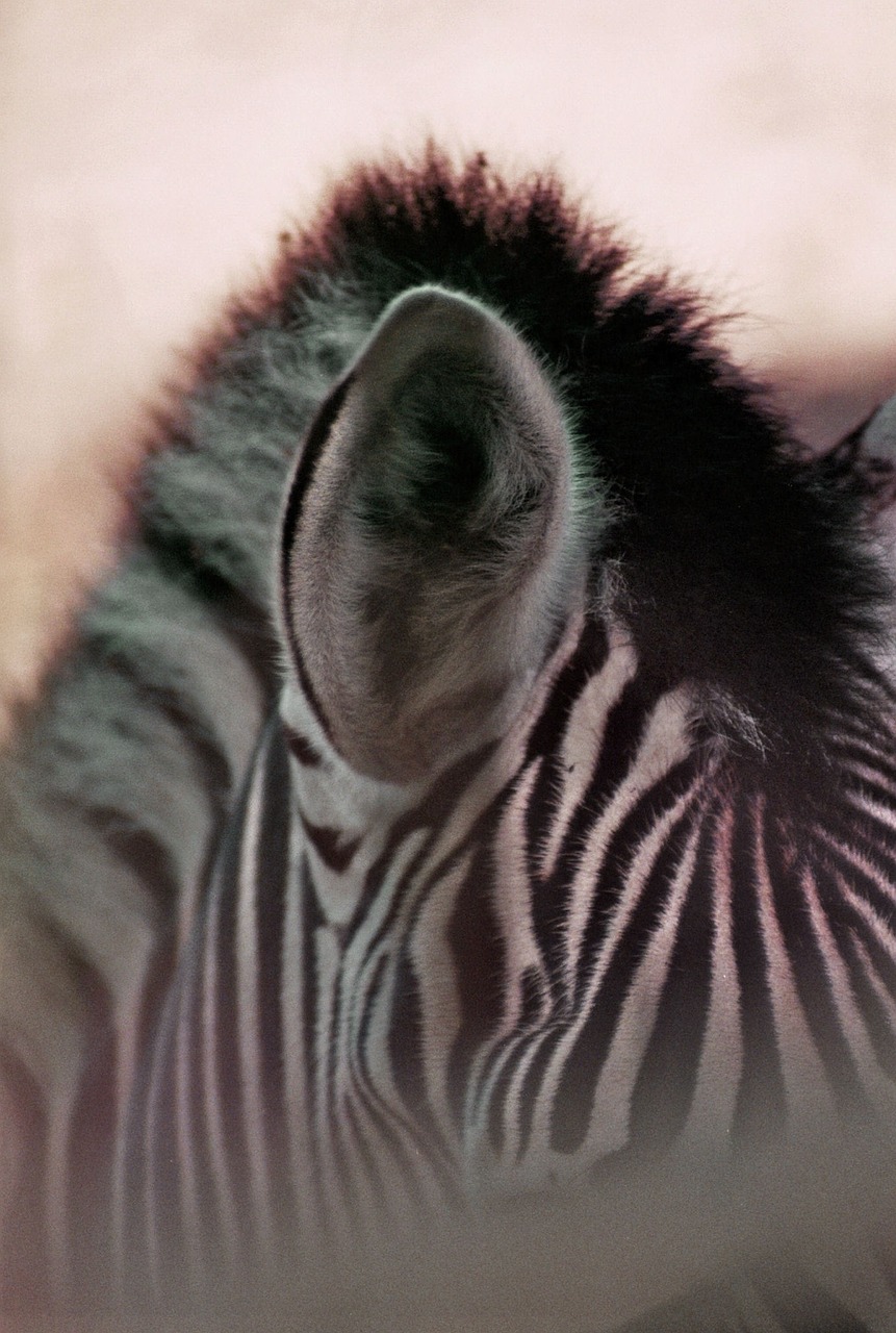Zebra, Juostelės, Lygumos Zebra, Juoda Ir Balta, Pėsčiųjų Perėja, Zoologijos Sodas, Zebra Juostelės, Laukinis Gyvūnas, Afrika, Piešimas
