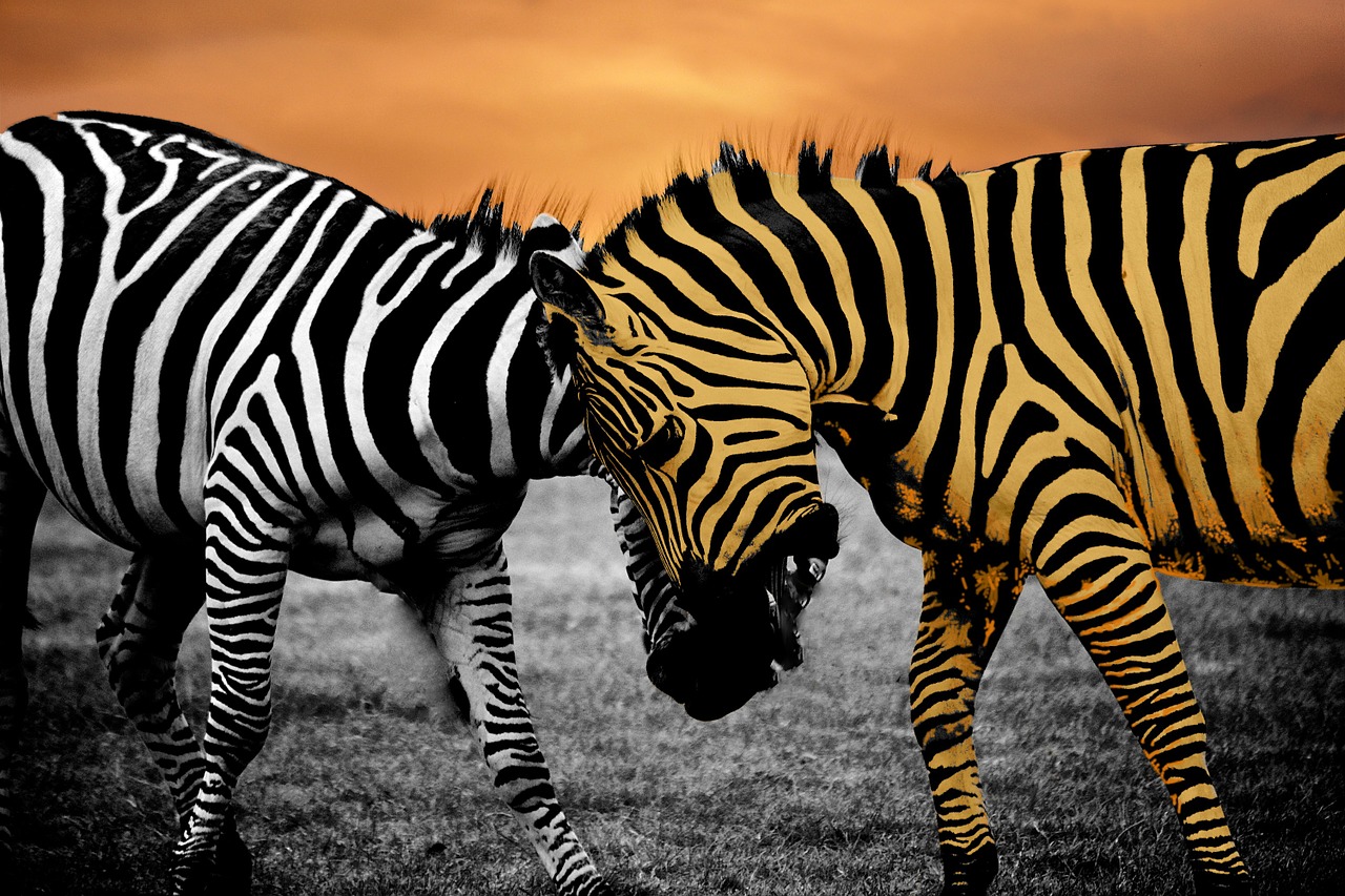 Safari, Zebra, Gyvūnas, Juoda, Laukinė Gamta, Laukiniai, Afrika, Balta, Fonas, Oda