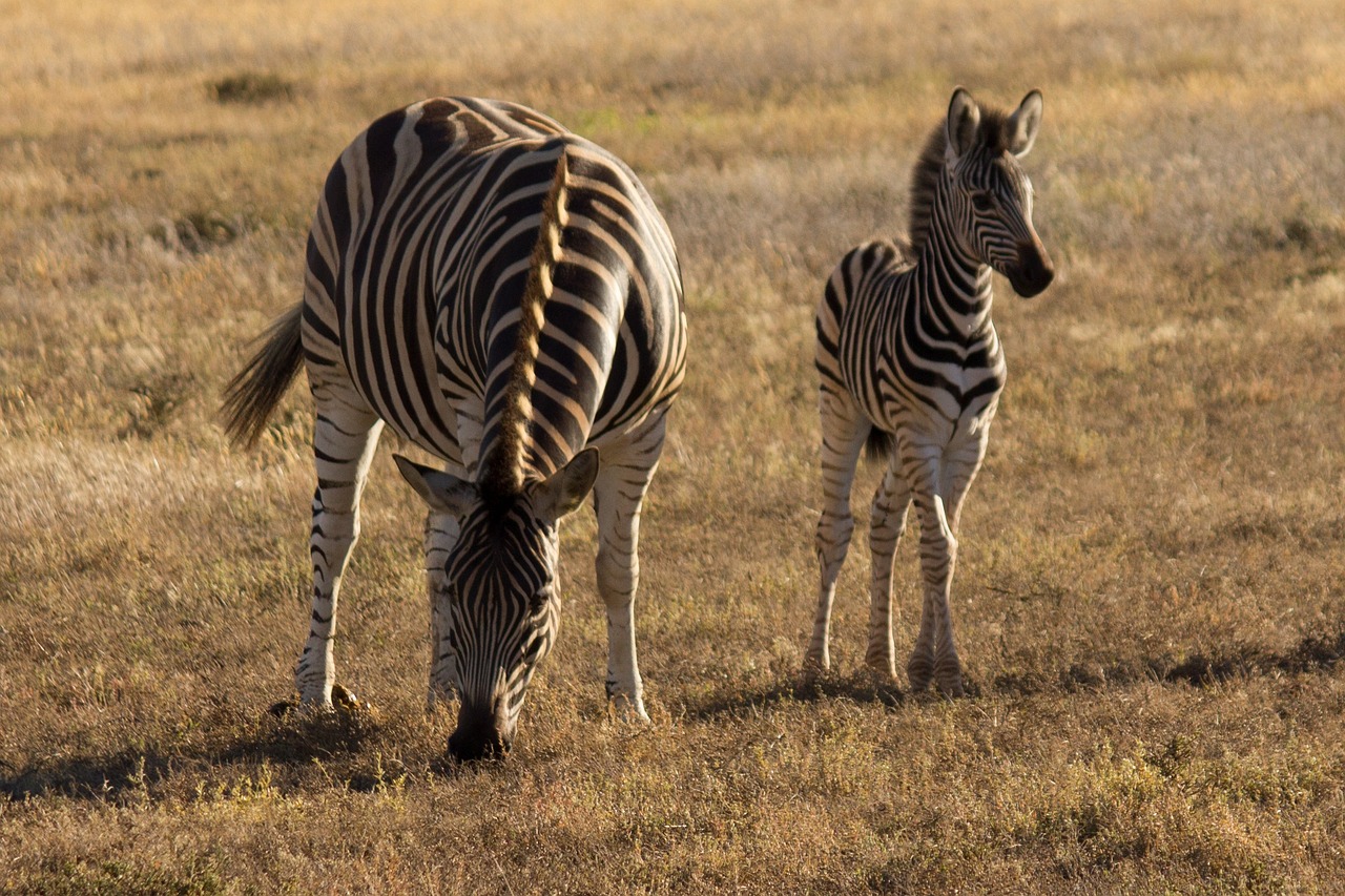 Zebra, Gyvūnų Pasaulis, Jaunoji Zebra, Zebra Juostelės, Laukinis Gyvūnas, Afrika, Pėsčiųjų Perėja, Safari, Gyvūnas, Laukiniai