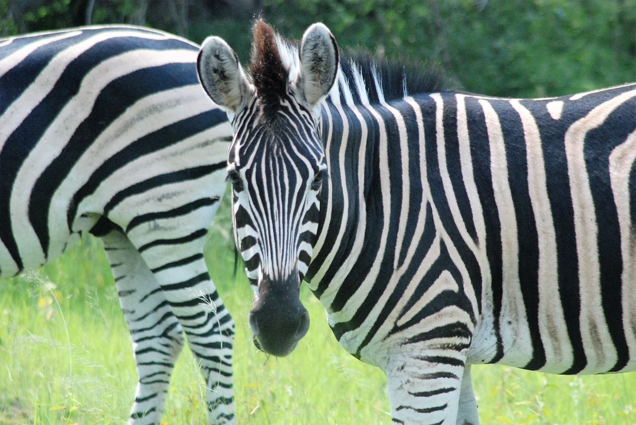 Zebra, Afrika, Safari, Nacionalinis Parkas, Nemokamos Nuotraukos,  Nemokama Licenzija